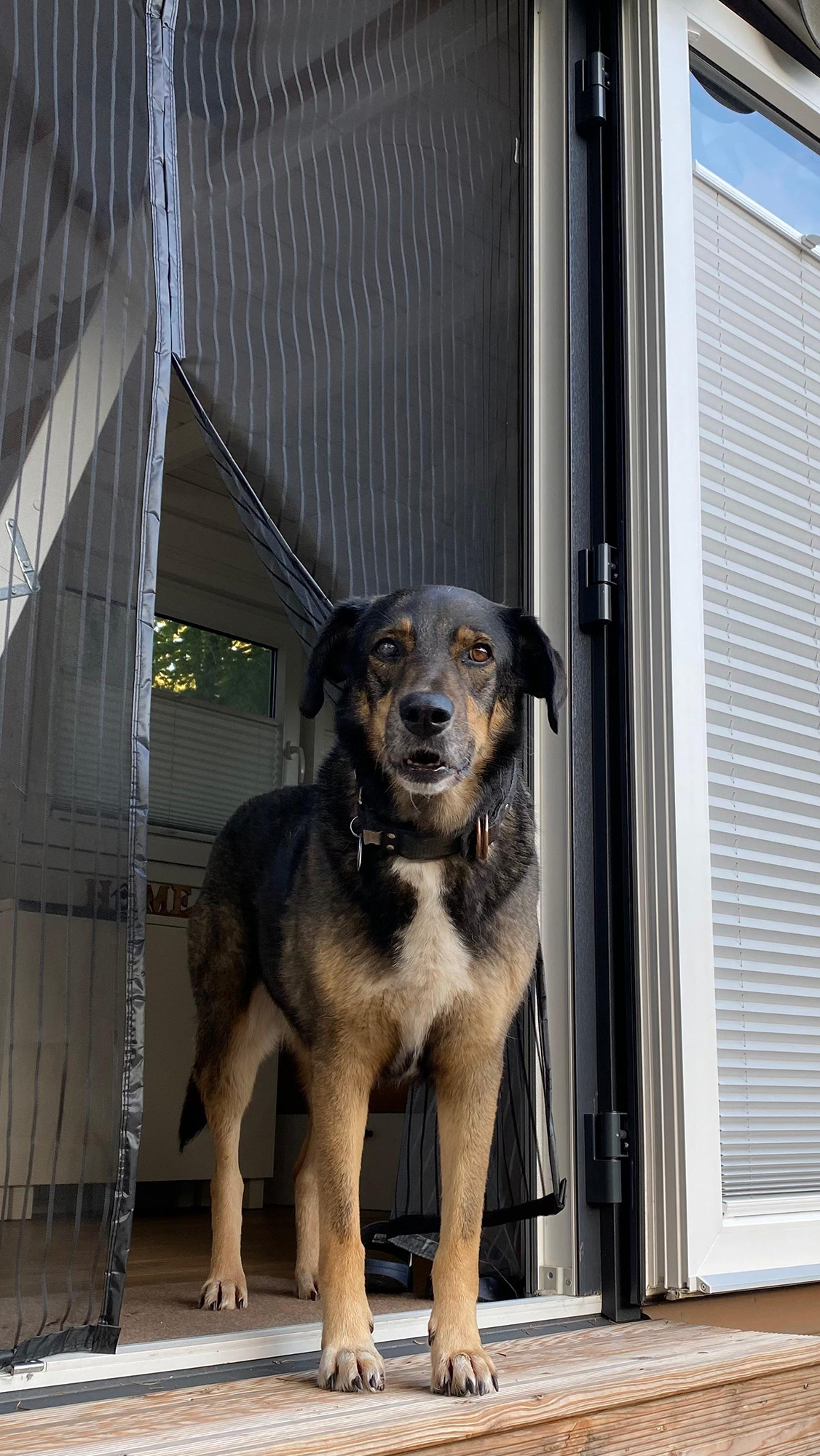 Agi 🐾